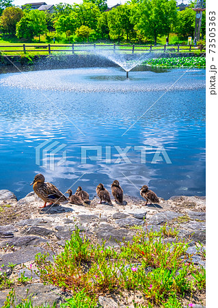 打上川治水緑地公園と合鴨の親子 73505363