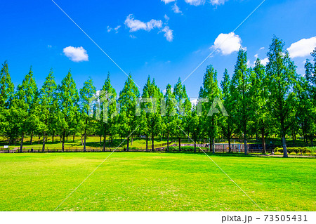 打上川治水緑地のメタセコイア 73505431
