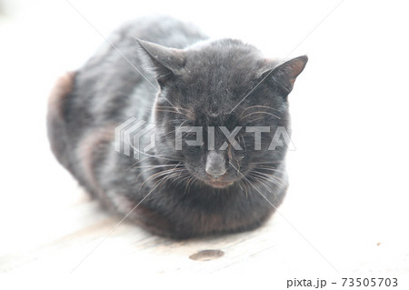 淡嶋神社 淡嶋神社 73505703