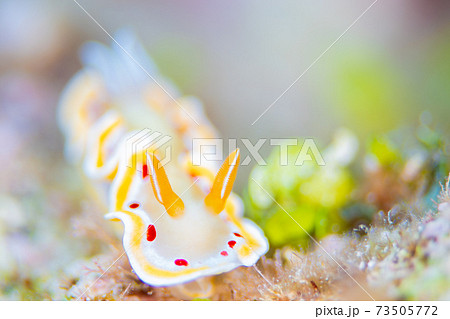 ウミウシ ウミウシ 73505772