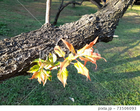 花 フラワー お花 73506093