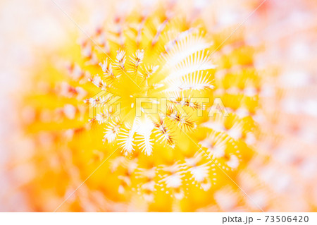 イバラカンザシ イバラカンザシ 73506420