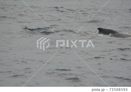 ザトウクジラの背ビレ（慶良間諸島 近海／沖縄県） 73506593