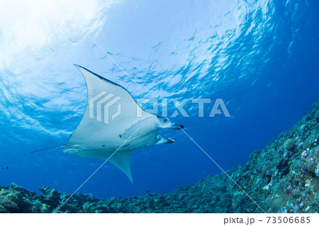 マンタ 73506685