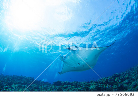 マンタ 73506692