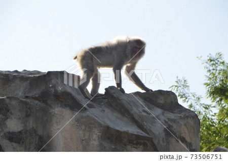 サル山のニホンザル(上野動物園/東京都台東区上野公園) サル山のニホンザル(上野動物園/東京都台東区上野公園) 73506751