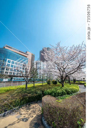 「埼玉県」川口駅西口の桜並木 「埼玉県」川口駅西口の桜並木 73506756