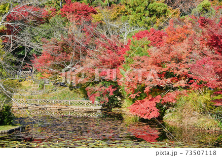 京都　紅葉が美しい龍安寺の鏡容池 73507118