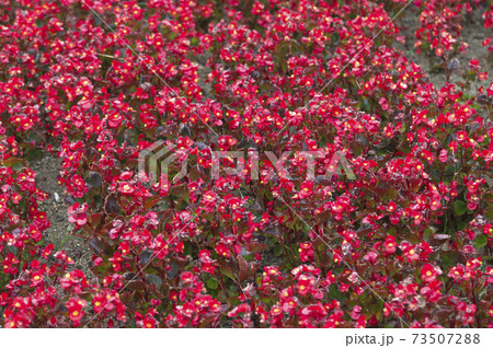 花壇に赤いベゴニアの花が咲いています。 73507288