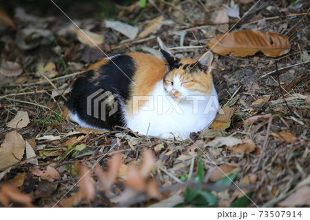 Tortoiseshell cat is sleepy in the wild Tortoiseshell cat is sleepy in the wild 73507914