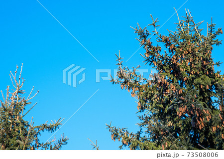 The tops of tall fir trees strewn with a large number of cones against the blue sky. 73508006