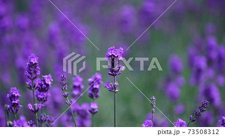 美瑛の美しいラベンダー 73508312