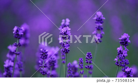 美瑛の美しいラベンダー 73508314