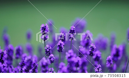 美瑛の美しいラベンダー 73508315