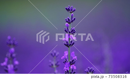 美瑛の美しいラベンダー 73508316