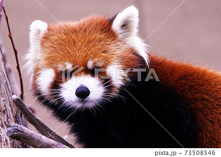 動物園の人気者の写真素材