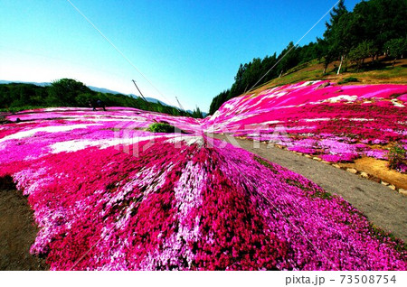 絶景の芝ざくら 73508754