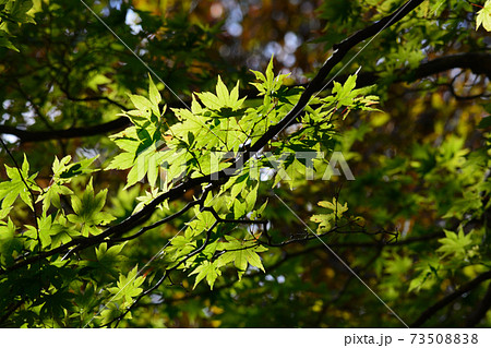 那須平成の森へ行きました　　＃67 73508838