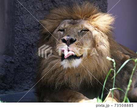 百獣の王 73508885