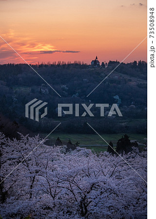 丘に夕陽が沈んだ後の桜 73508948