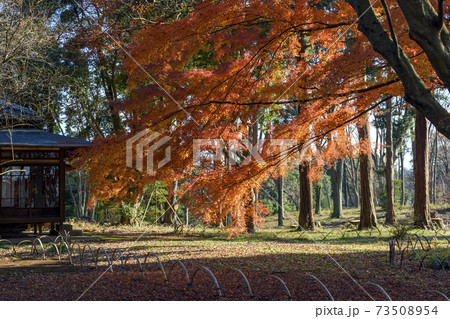 旧岩崎家末廣別邸の紅葉 旧岩崎家末廣別邸の紅葉 73508954