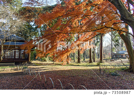 旧岩崎家末廣別邸の紅葉 旧岩崎家末廣別邸の紅葉 73508987