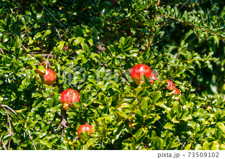 Ripe pomegranate fruits hanging on tree branches in the garden 73509102