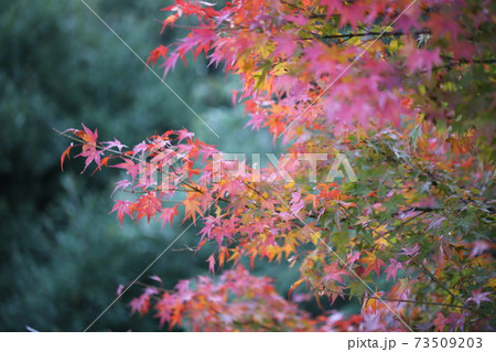 金毘羅山の紅葉 金毘羅山の紅葉 73509203
