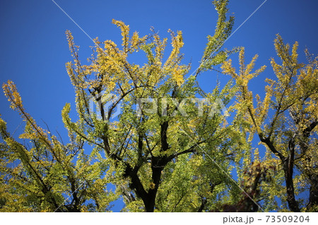 金毘羅山の紅葉 73509204