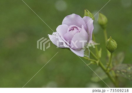 紫色の薔薇の花が雨に濡れています。このバラの名前はブルーバリューです。 紫色の薔薇の花が雨に濡れています。このバラの名前はブルーバリューです。 73509218