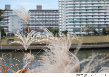 隅田川沿いの風景/宮城ゆうゆう公園付近から対岸 隅田川沿いの風景/宮城ゆうゆう公園付近から対岸 73509581