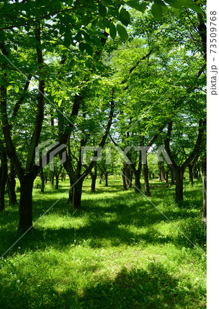 春の公園 若葉のおいしげる木々の写真素材 春の公園 若葉のおいしげる木々の写真素材