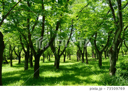 春の公園 若葉のおいしげる木々の写真素材 春の公園 若葉のおいしげる木々の写真素材