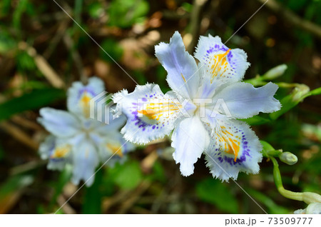 春の公園 花の名前はシャガ Iris Japonica の写真素材
