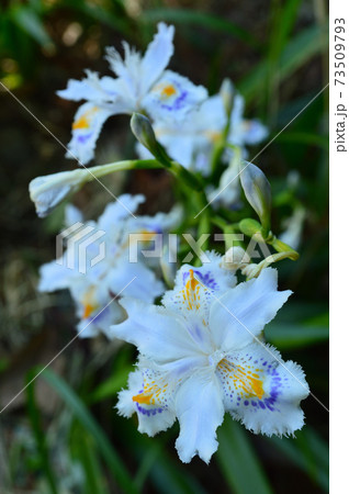春の公園、花の名前はシャガ(Iris japonica) 春の公園、花の名前はシャガ(Iris japonica) 73509793