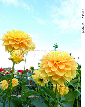 ダリア 天竺牡丹 ダリア 天竺牡丹 73509968