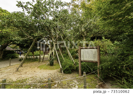 白毫寺　五色椿　奈良県奈良市 73510062