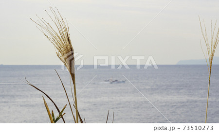 城ヶ島の早春 73510273