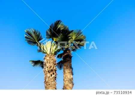 シュロの木の写真素材