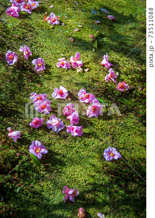 寒椿　等持院 73511088