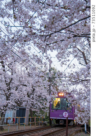 嵐電 桜のトンネル 嵐電 桜のトンネル 73511092