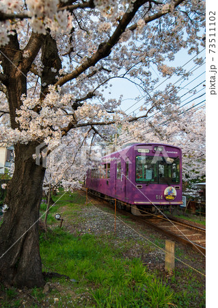 京福電鉄　嵐電　桜 73511102