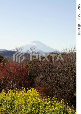 牧歌的風景 <菜の花と富士山> 牧歌的風景 <菜の花と富士山> 73511205