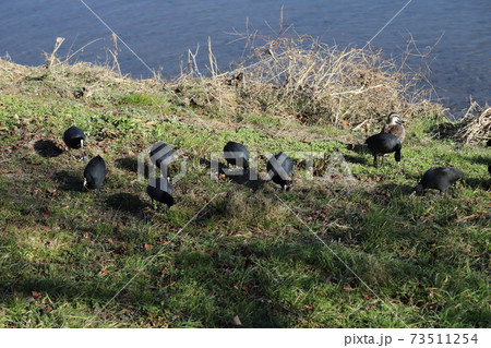 日本の埼玉県元荒川の河川敷で草をついばむオオバンとカルガモの群れ 73511254