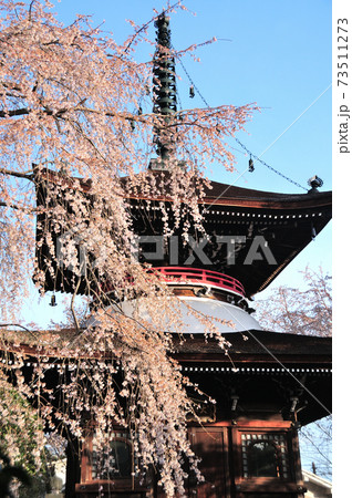 吉野山　東南院の枝垂れ桜 73511273