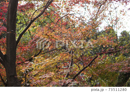 背景 和 紅葉 秋 赤 73511280