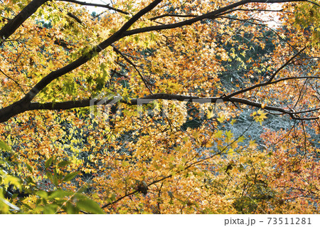 背景 和 紅葉 秋 赤 73511281