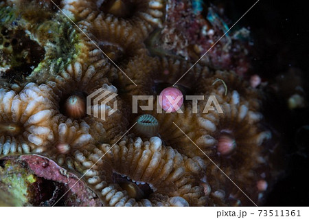 サンゴの産卵の写真素材