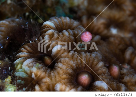 珊瑚の産卵の写真素材
