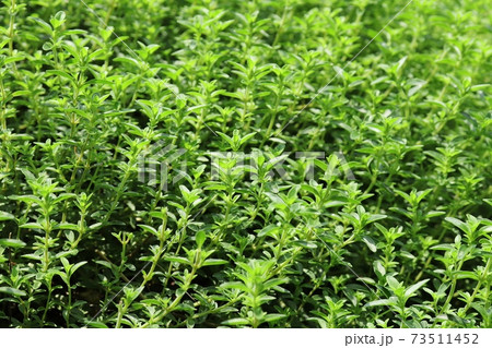 日当たりの良いハーブガーデンに茂るタイム 73511452